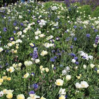 MIXED ANNUALS Billie Jean