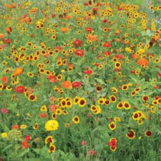 MIXED ANNUALS Maggie May