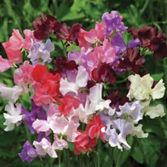 SWEET PEA Showbench 8