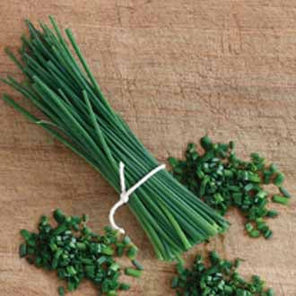 CHIVES Biggy
