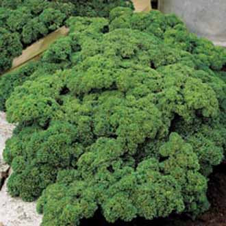 Organic PARSLEY Moss Curled 2