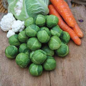 BRUSSELS SPROUT Brest F1