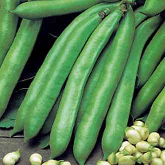 BROAD BEAN Valenciana