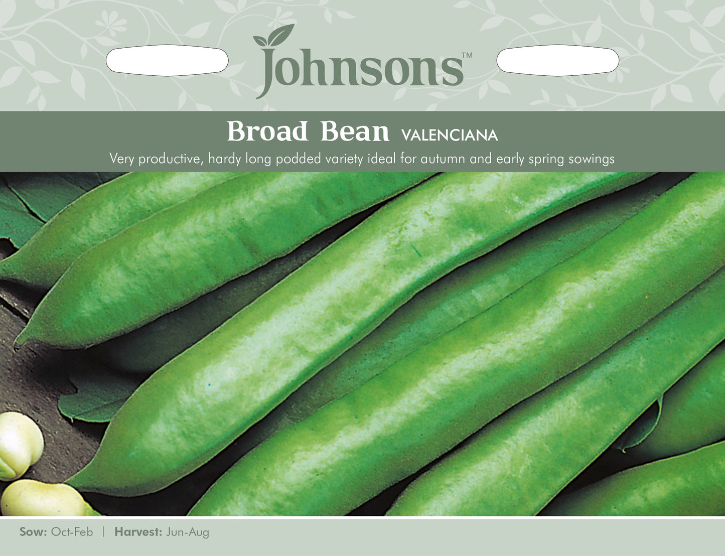 BROAD BEAN Valenciana