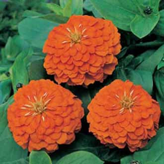 ZINNIA Orange King