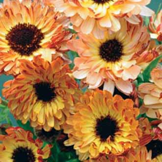 CALENDULA Sunset Buff