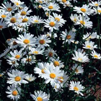 CHRYSANTHEMUM White Breeze