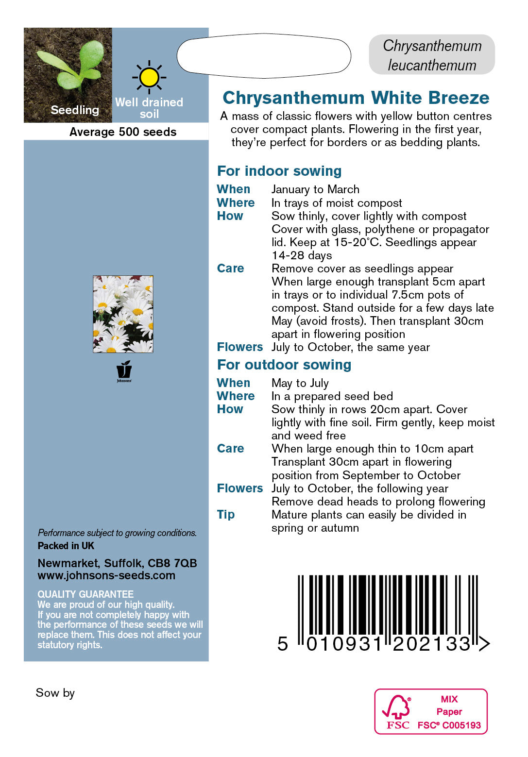 CHRYSANTHEMUM White Breeze