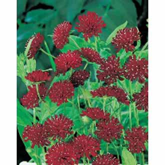 KNAUTIA macedonica