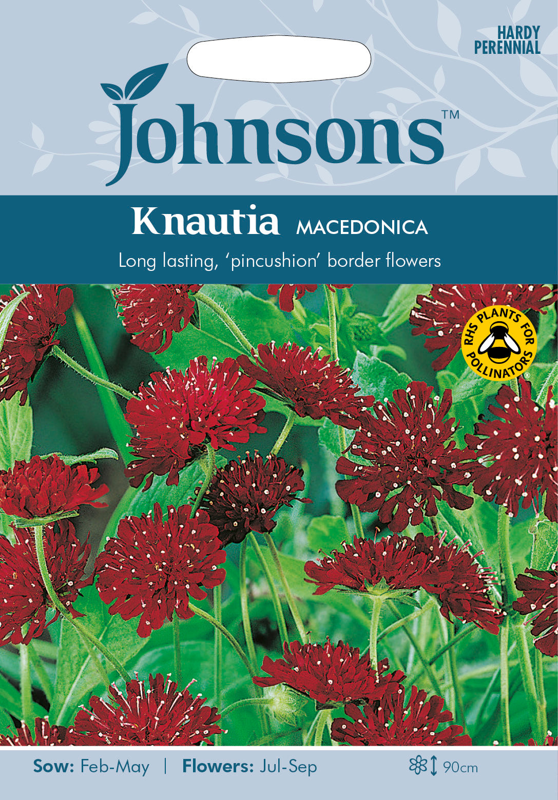 KNAUTIA macedonica