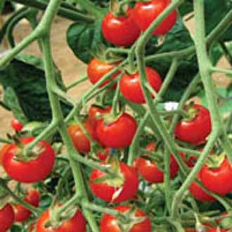 TOMATO Sweet Aperitif