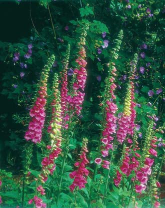 Wildflower Foxglove