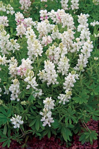 LUPIN Snow Pixie