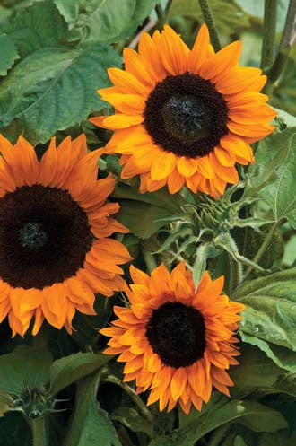 SUNFLOWER Copper Queen F1