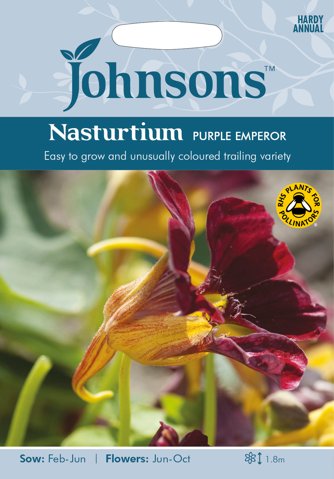 NASTURTIUM Purple Emperor