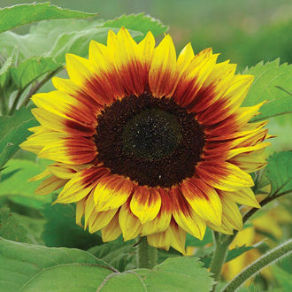 SUNFLOWER Solar Power F1