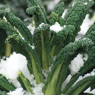 KALE Black Magic