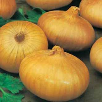 ONION (Japanese) Senshyu Yellow
