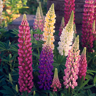 LUPIN Festival Mixed