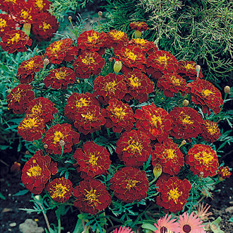 MARIGOLD (French) Carmen