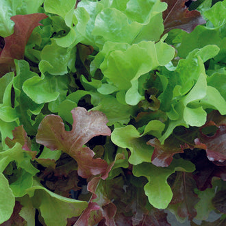 Organic LETTUCE Red & Green Salad Bowl