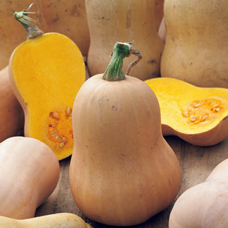 Organic SQUASH (Winter) Early Butternut