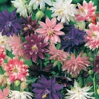 AQUILEGIA Nora Barlow Mixed
