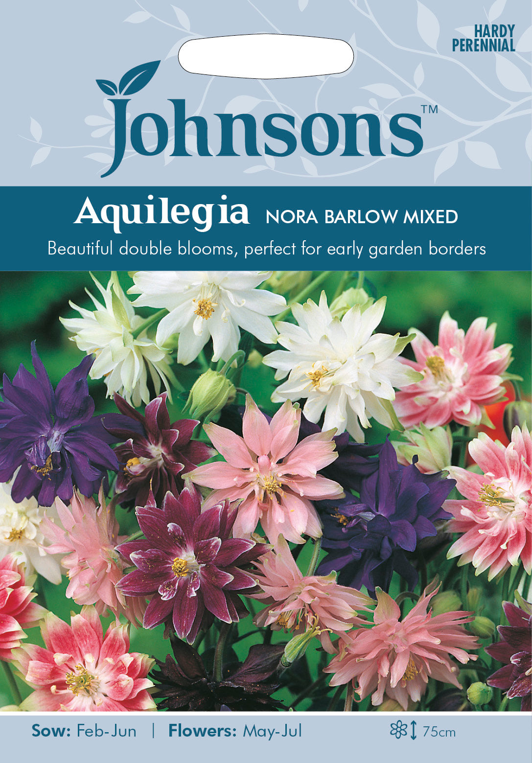 AQUILEGIA Nora Barlow Mixed