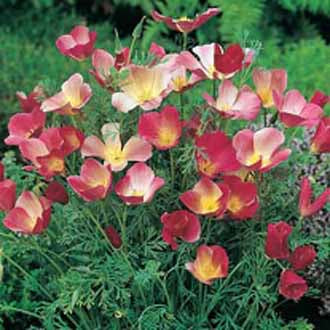 CALIFORNIA POPPY Carmine King