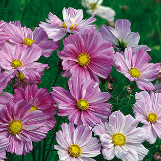 COSMOS Rosetta