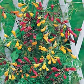 ECCREMOCARPUS Tresco Mixed