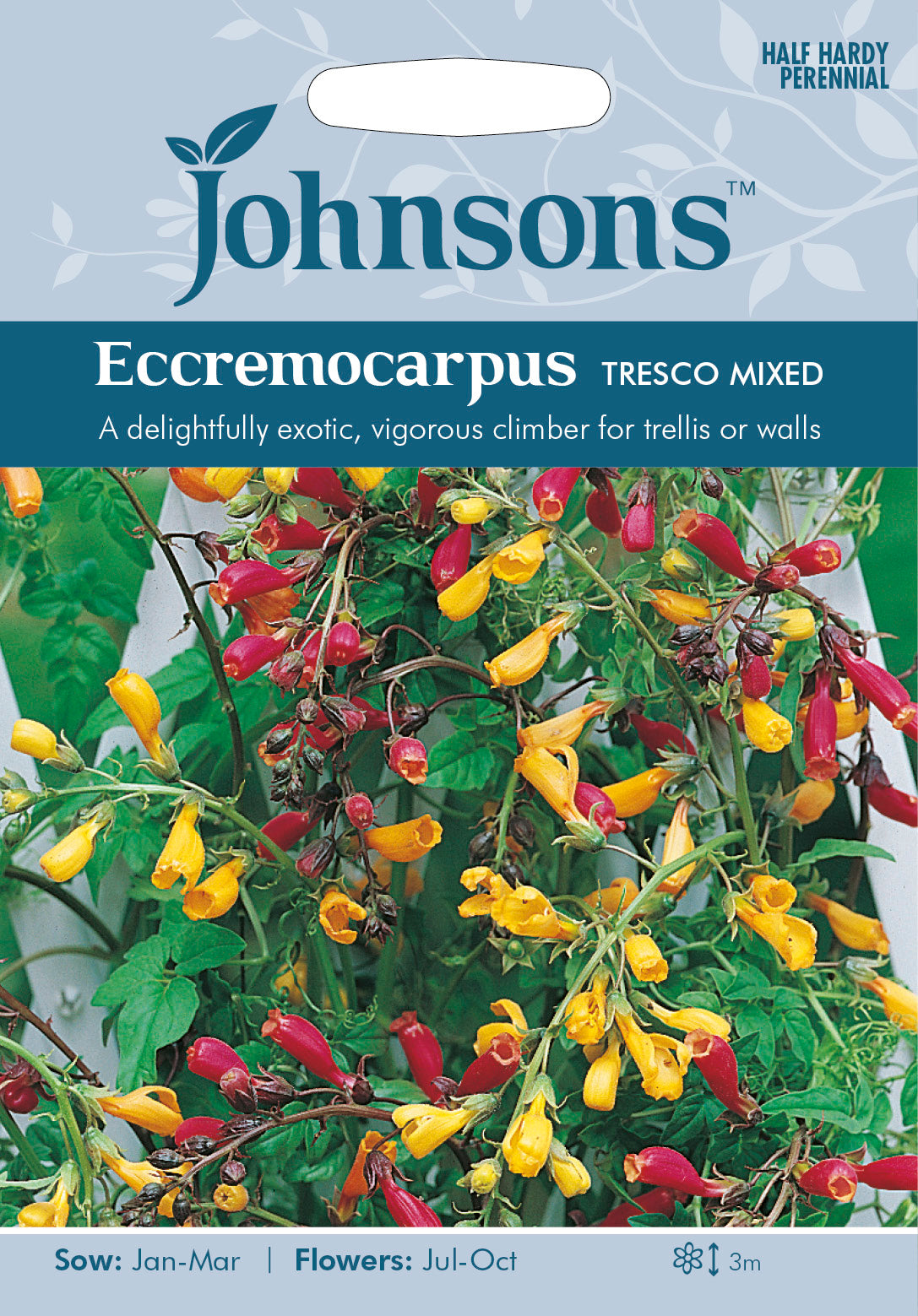ECCREMOCARPUS Tresco Mixed