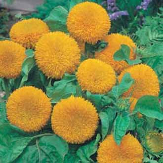 SUNFLOWER Teddy Bear