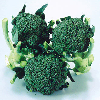 BROCCOLI (Calabrese) Matsuri F1