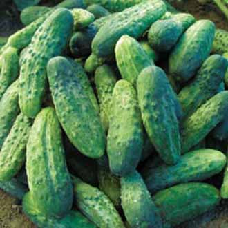 CUCUMBER (Gherkin) Bohemia F1