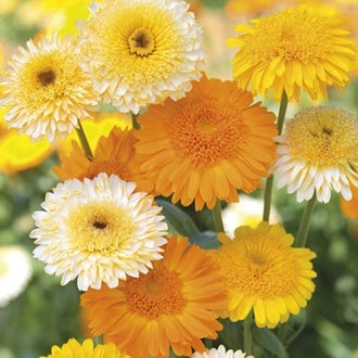 CALENDULA Kinglet Mixed