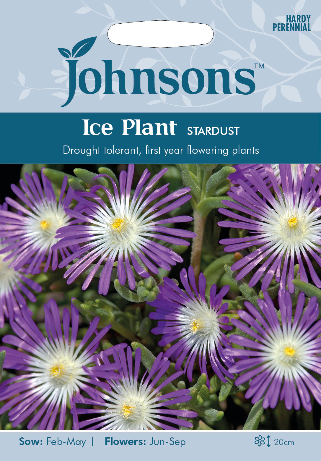 ICE PLANT Stardust