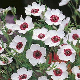 LINUM Bright Eyes