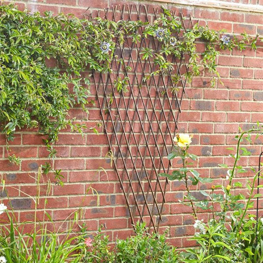 Expanding Fan Willow Trellis 1.8Mx0.9M