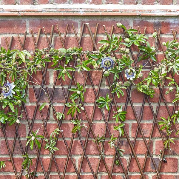 Expanding Fan Willow Trellis 1.8Mx0.9M