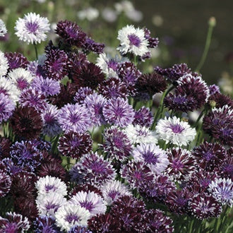 CORNFLOWER Classic Magic