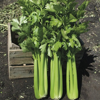CELERY Hadrian F1
