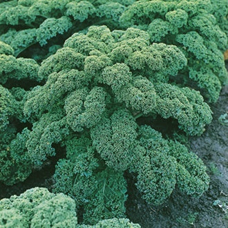 Organic KALE Westland Winter