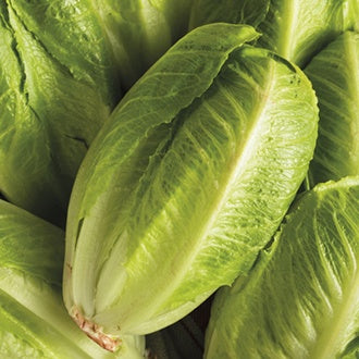 Organic LETTUCE Parris Island Cos