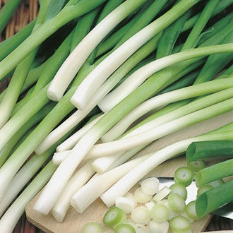 Organic ONION (Spring) Ishikura
