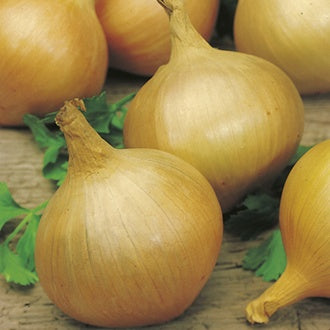Organic ONION Sturon