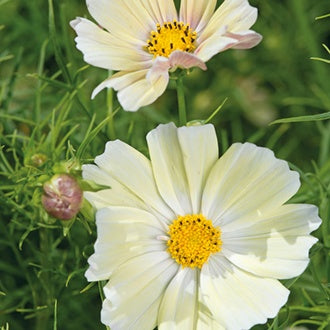 COSMOS Kiiro