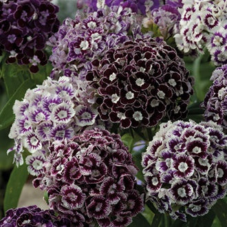 DIANTHUS Hollandia Purple Crown