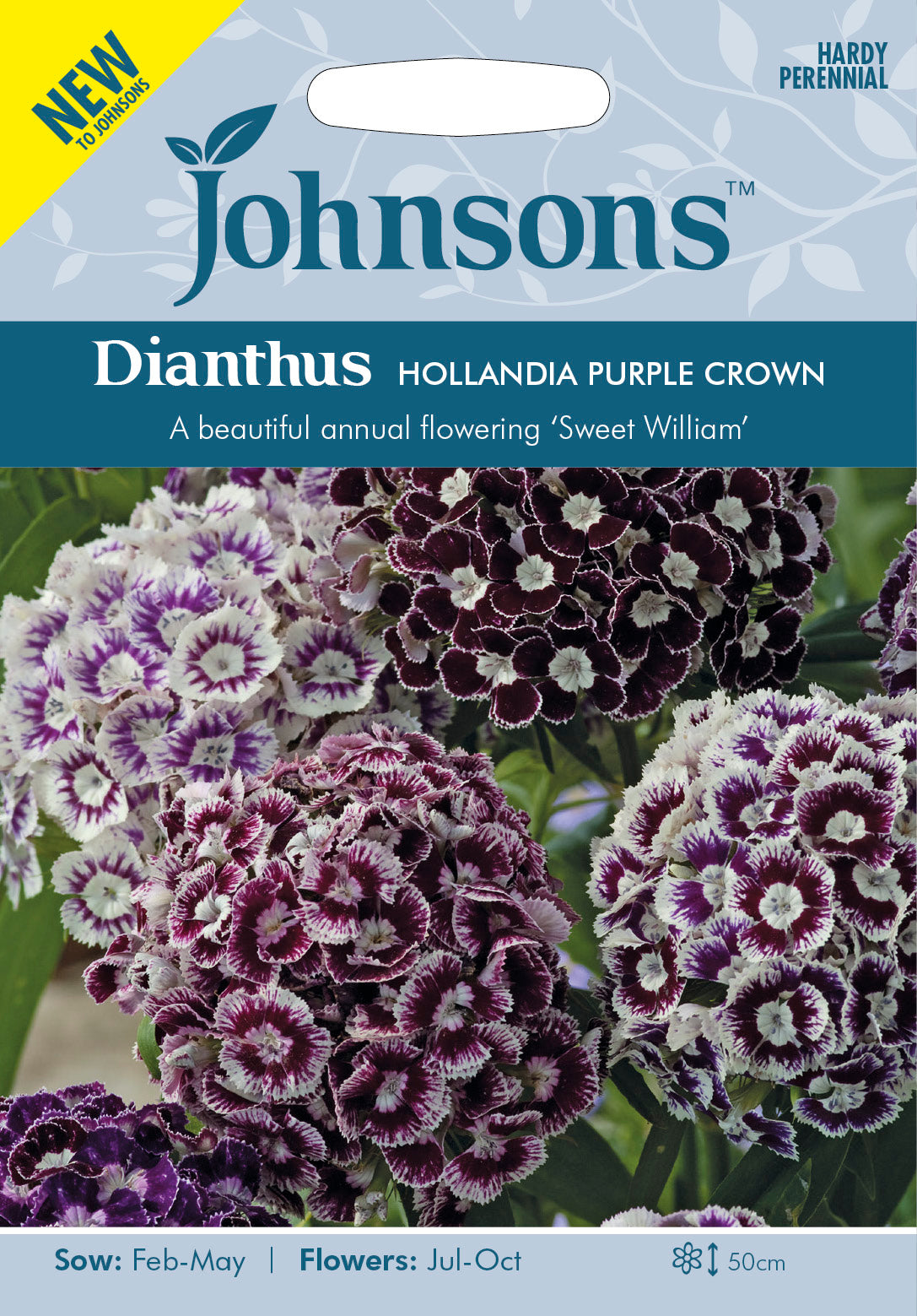 DIANTHUS Hollandia Purple Crown