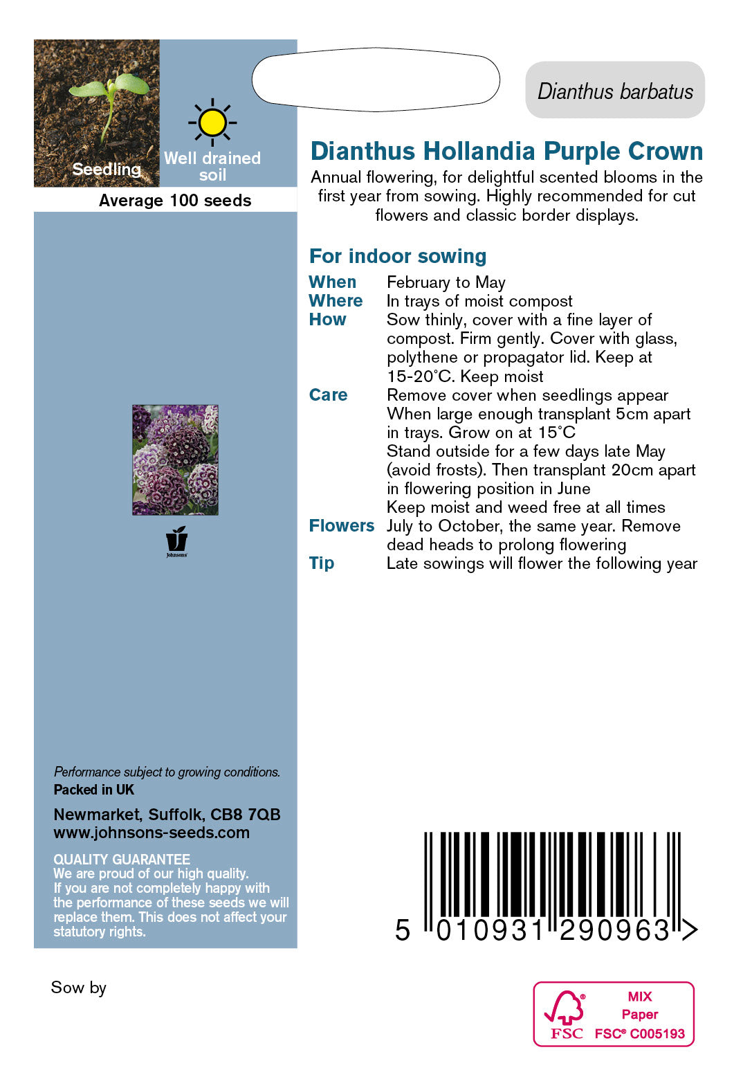 DIANTHUS Hollandia Purple Crown